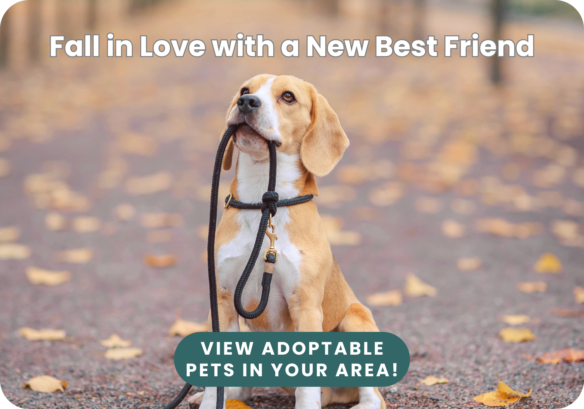 Dynamic Duo Rescued From Dog Meat Trade Looking for Forever Home Together, image size:2000x1400