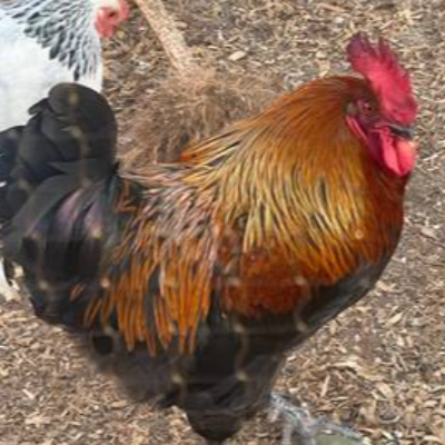 Ricky The Black Copper Maran Rooster